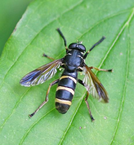 Temnostoma bombylans